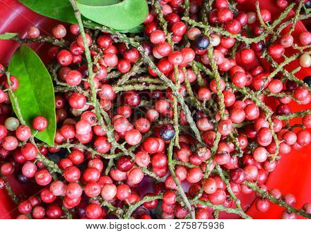 Antidesma Thwaitesianum Puncticulatum Miq Antidesma Bunius Fresh Red Wild Berry In Asia