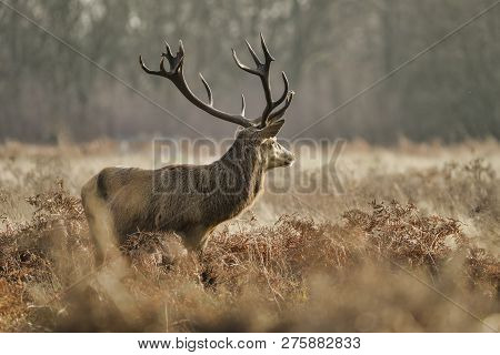Stunning Red Deer Stag Cervus Elaphus With Majestic Antelrs In Autumn Fall Froest Landscape