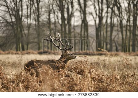 Stunning Red Deer Stag Cervus Elaphus With Majestic Antelrs In Autumn Fall Froest Landscape