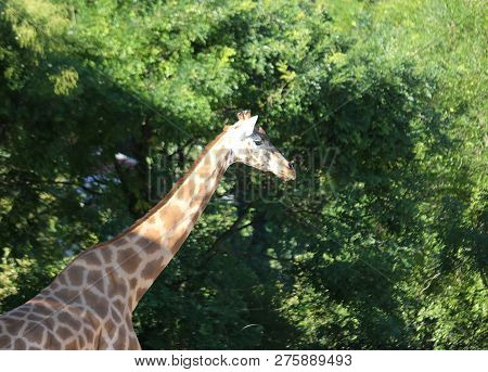 Big Giraffe With Long Neck And Green Plants As A Background