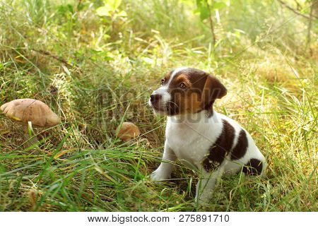 Jack Russell Terrier Puppy In Low Forest Grass, Two Scaber Stalk Mushrooms Next To Her.