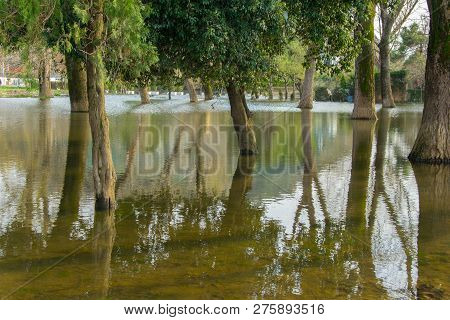 View Of The Trees In The Park Flooded By Intense Rains, Shkoder, Albania