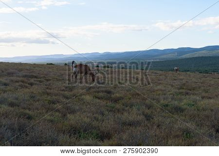 Red Hartebeest Grazing Around On The Savanna In Addo Elephant Park, South Africa