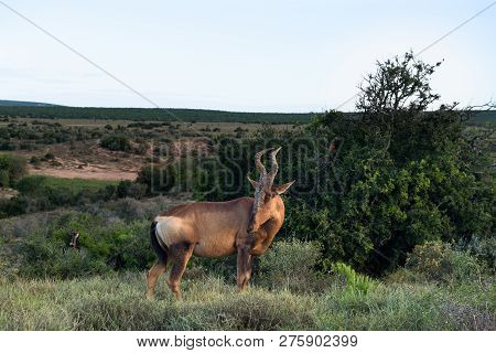 Red Hartebeest Grazing Around On The Savanna In Addo Elephant Park, South Africa