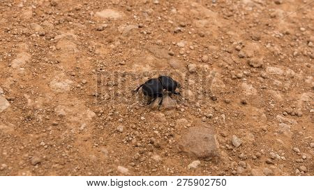 Flightless Dung Beetle Searching For Elephant Droppings To Bring Home, Addo Elephant Park, South Afr