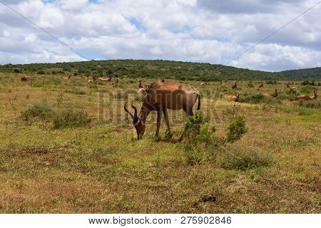 Red Hartebeest Grazing Around On The Savanna In Addo Elephant Park, South Africa