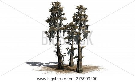 Bald Cypress Autumn Tree Cluster On A Sand Area - Isolated On White Background - 3d Illustration