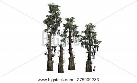Bald Cypress Tree Cluster - Isolated On White Background - 3d Illustration
