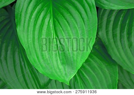 Hosta Background. Green Spring Summer Tropicl Background. Bright Colors.