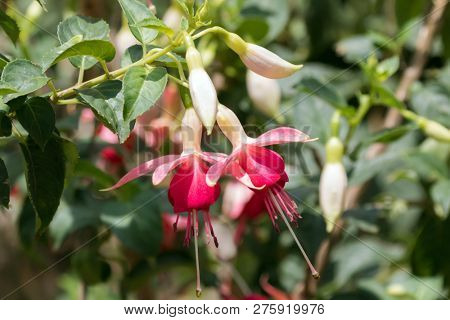 Pink white flower of hybrid Fuchsia, home grown Fuchsia Ã hybrida blossoming in garden