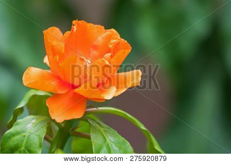 Closeup orange flower of Rose cactus, also called Wax rose, leafy cactus with blurred background (Pereskia bleo)