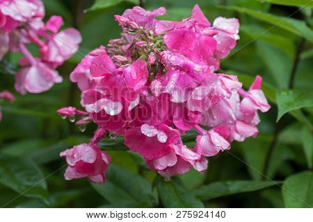 Vibrant pink flower of Fall phlox with rain drop, also called garden phlox, Summer phlox (Phlox paniculata) 
