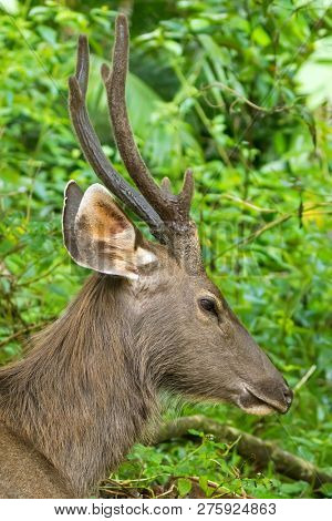 Closeup face of male Sambar deer in forest at Khao Yai, Nakhon Ratchasima, Korat, Thailand (Rusa unicolor) 
