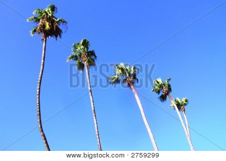 ヤシの木が空を
