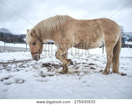 White Horse In The Winter Meadow. Wet Dirty Horse Walk On The Snow