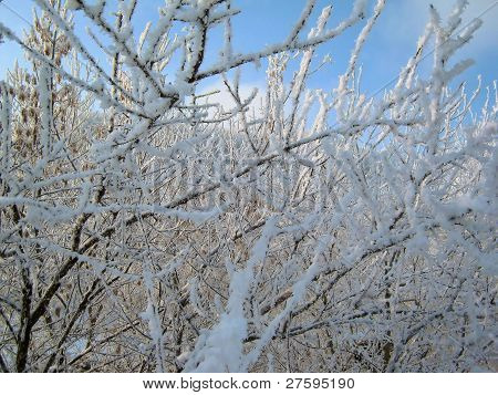 Rimfrost