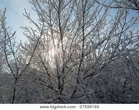 Solen i vinteren træ