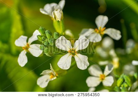 Arugula rucula white flowers detail in an orchard graden