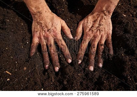 Farmer man hands dirty on substratum of urban garden orchard