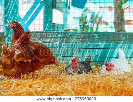 Hens in a poultry hen house with straw turquoise color wood henhouse