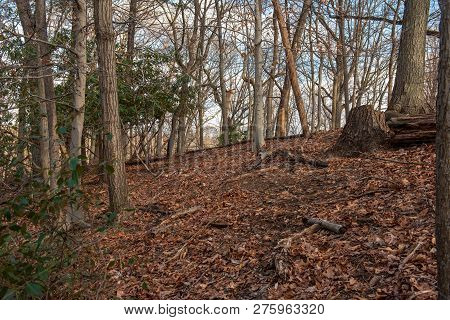 Photo Looking Up A Hillside And Trees On A Cold Winter Morning.