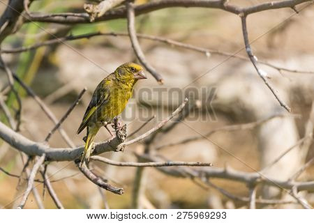 Male European Greenfinch Or Chloris Chloris On Twig