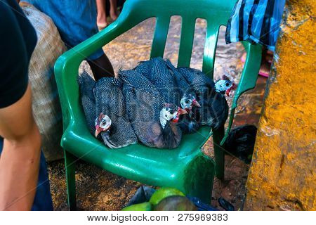 Several Domestic Guineafowl Or Numida Meleagris On Plastic Chair