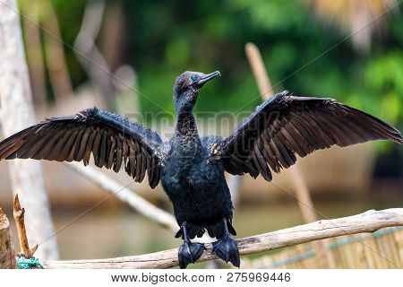 Indian Cormorant Or Phalacrocorax Fuscicollis Bird With Its Wings Spread Wide