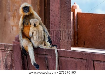 Mother And Child Of Gray Langur Or Semnopithecus Etellus