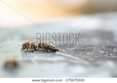 The Drone Is Crawling On The Hive Cover. Driven From The Hive Drone.
