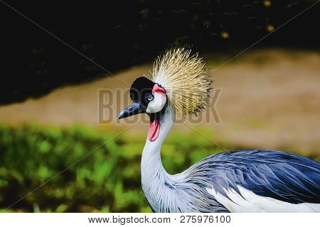 Portrait Of A Crowned Crane (balearica Pavonina). Gruidae Is A Family Of Gruiform Birds.
