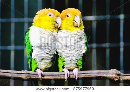 Couple Of Marianinha Of The Yellow Head (pionites Leucogaster) Dating While They Are Photographed. B