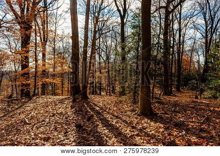 Backlit Photo Taken In A New Jersey Arboretum On A Winter Morning With The Trees Casting Shadows On 
