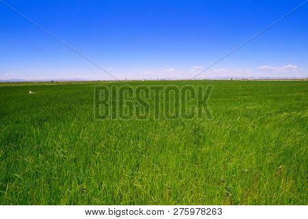 Rice fields in Valencia Safor area like meadows in spain