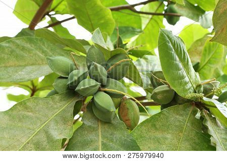 Green Color Unripe Indian Almond Fruits On The Tree (tropical Almond, Combretaceae). Leaves For Aqua