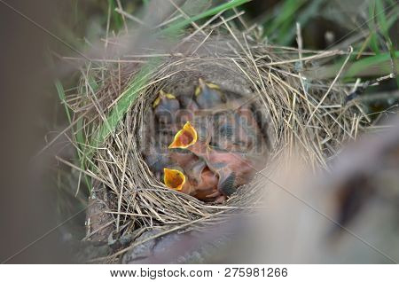 The Nestlings Of The Song Thrush (turdus Philomelos) In The Nest In Their Natural Habitat. Fauna Of 