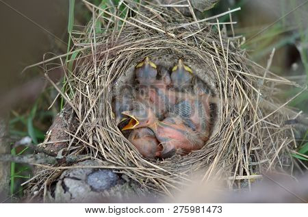 Five Newborn Baby Birds Of The Song Thrush (turdus Philomelos) In The Nest In Their Natural Habitat.
