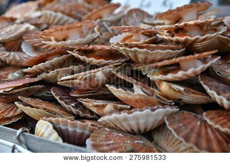 Fresh Scallops On A Seafood Market At Dieppe France
