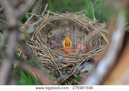 Little Newborn Baby Bird In The Nest Of The Song Thrush (turdus Philomelos) With Open Waiting To Be 