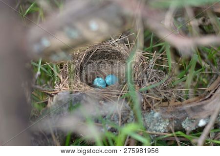The Nest Of The Song Thrush (turdus Philomelos). Turquoise Speckled Eggs In The Nest Of The Song Thr
