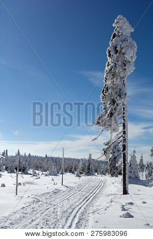 Winter Landscape With A Lone Tree Covered With Frost Near A Cross-country Trail In The Golden Mounta