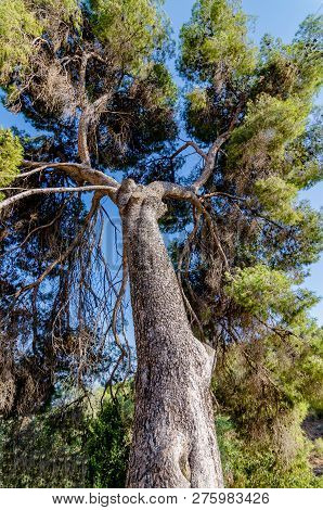 Vertical Perspective Of A Tall Jerusalem Pine Tree In Rosh Pina, Israel