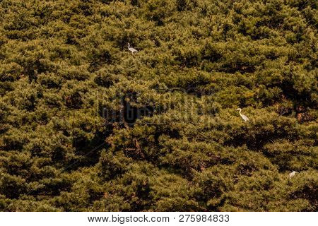 Three Adult Gray Herons Perched On Branches In Grove Of Evergreen Trees.