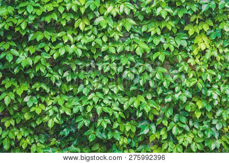 Vertical Garden, Green Leaves Wall Texture, Natural Green Leaf Covered Concrete Wall Background, Cli