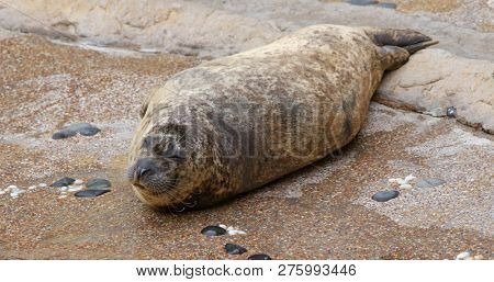 Earless seal in the zoo park