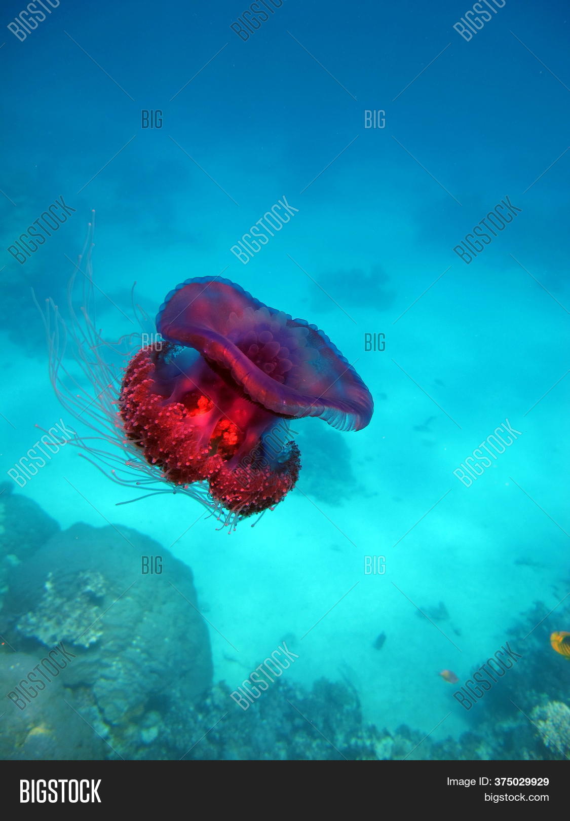 Jellyfish Cauliflower Image & Photo (Free Trial) Bigstock