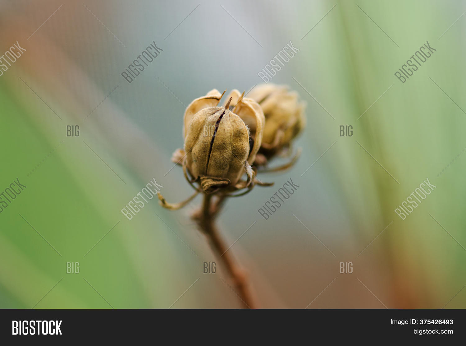 China Rose Seed Box On Image & Photo (Free Trial) Bigstock