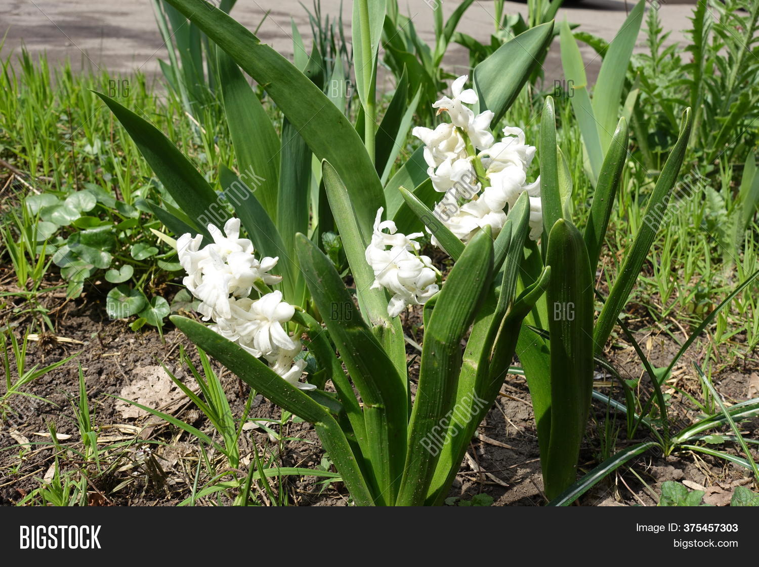 Hyacinthus Orientalis Image & Photo (Free Trial) Bigstock