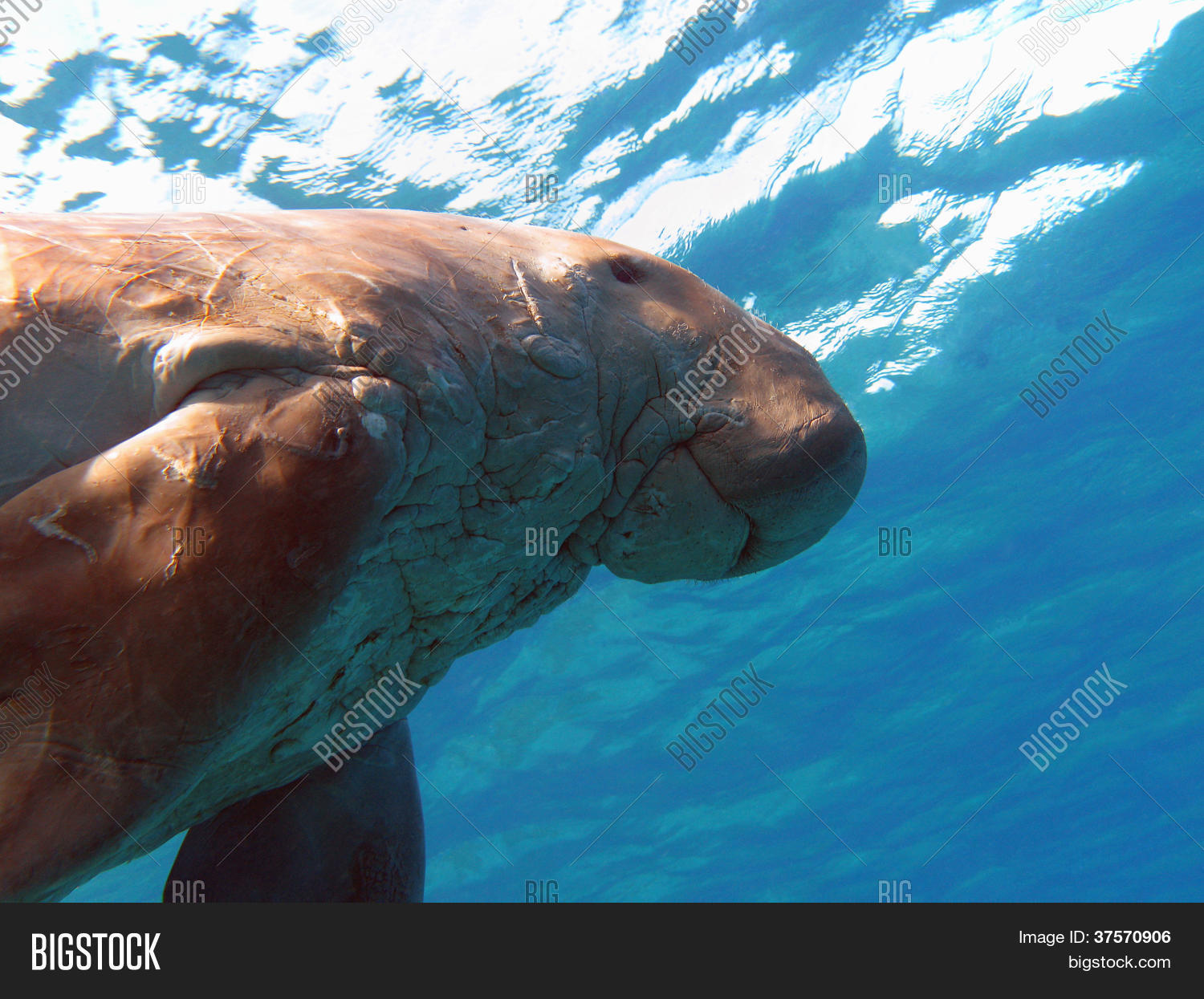 Dugong Known Sea Cow Image & Photo (Free Trial) | Bigstock