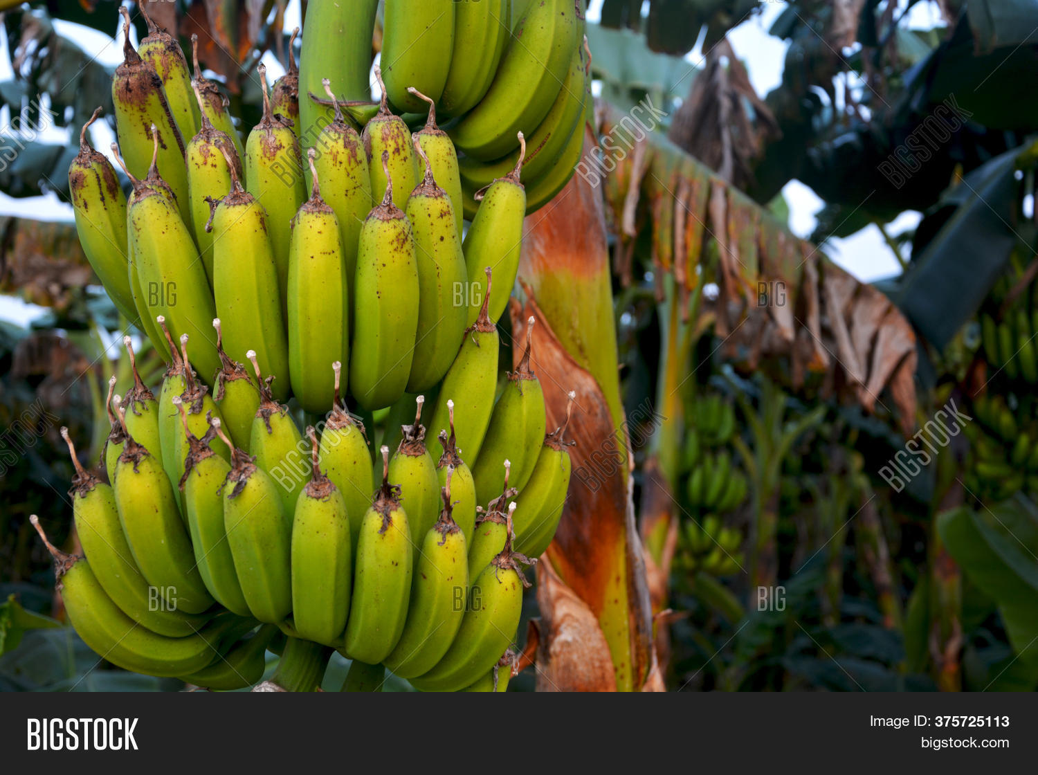 Indian Green Plantain Image & Photo (Free Trial) Bigstock